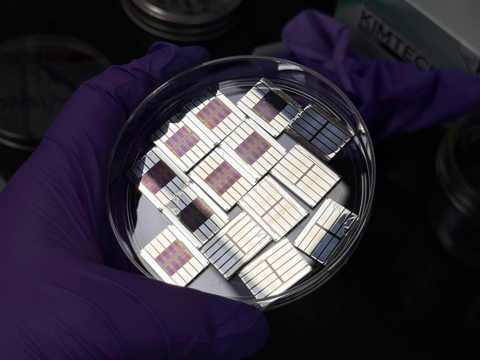 Finished perovskite devices in a petri dish
